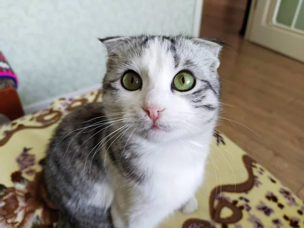 Krásná Skotská Skládací Kočka Při Pohledu Kameru — Stock fotografie
