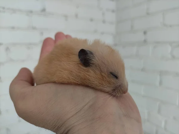 Hamster Sírio Está Dormindo Mão — Fotografia de Stock