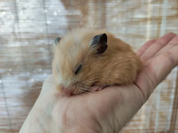 Hamster Sírio Está Dormindo Mão — Fotografia de Stock