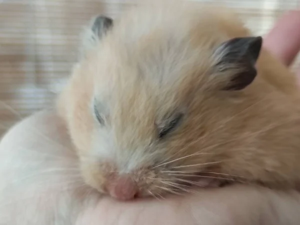 Hamster Sírio Está Dormindo Mão — Fotografia de Stock