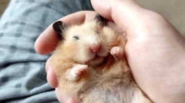 Suriyeli hamster pençelerini kaldırmış ve uyurken ağzını oynatıyor, yakın plan.