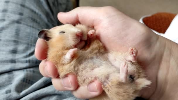 Hamster syrien dort paisiblement dans la main du propriétaire — Video