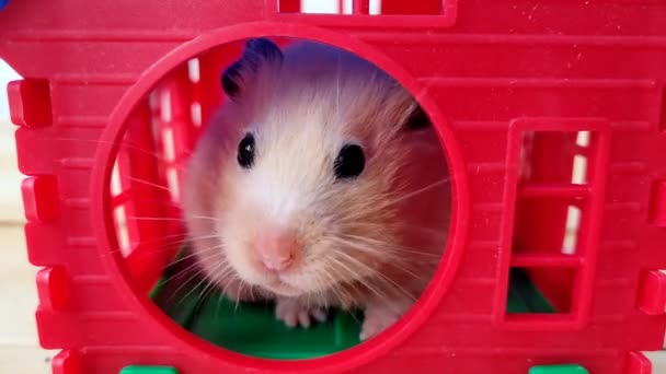 Syrian hamster in a house for rodents, close-up, 4K video — Stock Video