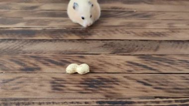 Hamster fıstık kokluyor ve arıyor.