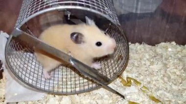 Metal koşu tekerleğinde koşan Suriyeli hamster