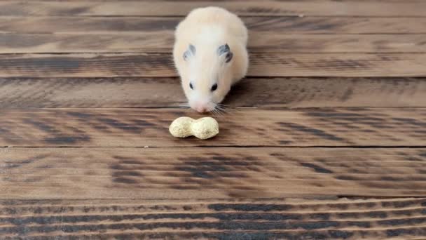 Hamster schnüffelt, findet und beginnt Erdnüsse zu essen, 4K-Video — Stockvideo