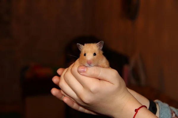 Hamster Kadınların Elinde Oturur — Stok fotoğraf