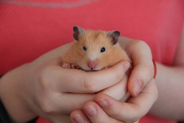 Menina Segurar Hamster Suas Mãos — Fotografia de Stock