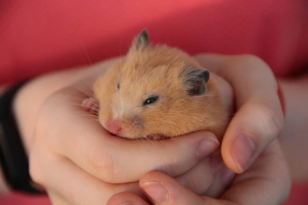 Meisje Houdt Een Hamster Haar Handen — Stockfoto