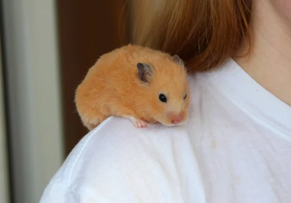 Turuncu Suriyeli hamster bir kızın omzunda oturuyor.