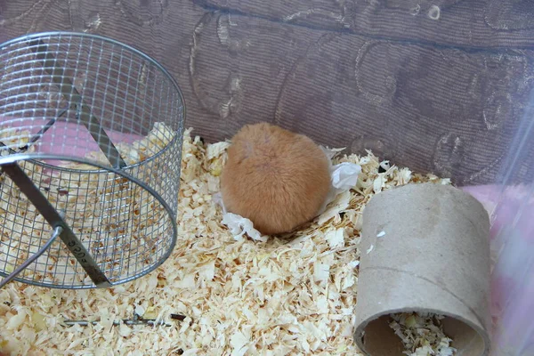 Hamster Dourado Dorme Enrolado — Fotografia de Stock