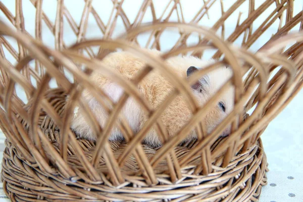 Hamster Sírio Dormindo Cesta Vime — Fotografia de Stock