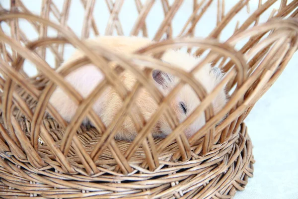 Hamster Syrien Dormant Dans Panier Osier Gros Plan — Photo