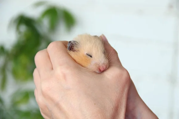 Syrian Hamster Sleeps Hand Owner — Stock Photo, Image