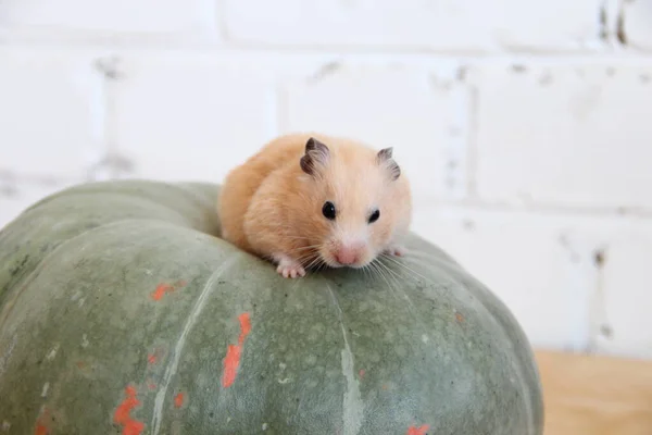 Hamster Syrien Sur Citrouille — Photo
