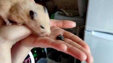 Suriyeli hamster sahibinin elinden ayçekirdeği yiyor.