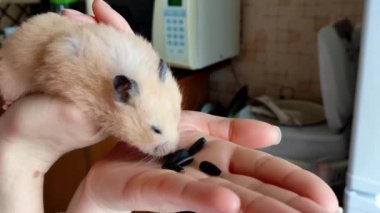 Suriyeli hamster sahibinin elinden ayçekirdeği yiyor.