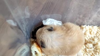Suriyeli hamster kuşhanesinde yiyecek depoluyor.