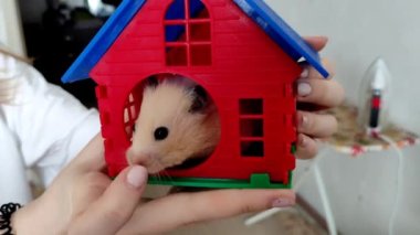 Elinde hamster olan ve bir hamsterla oynayan bir kız.