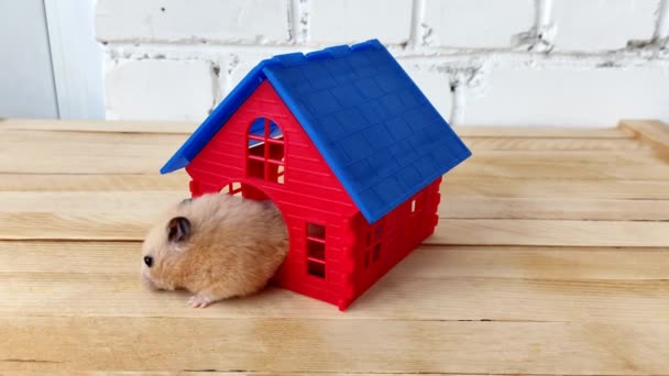 Niedlicher Syrischer Hamster Spielt Haus Für Nagetiere — Stockvideo