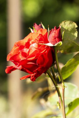 Güneşli bir günde bahçede kırmızı bir gül.