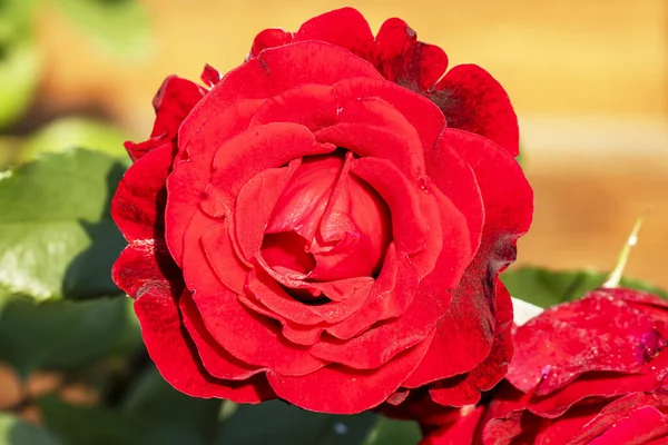 Red Rose Garden Sunny Day — Foto de Stock