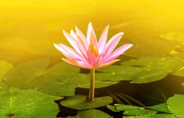 Kosice, Slovakya - 2 Temmuz 2022: Kosice 'deki Botanik Bahçesinde çiçekler ve bitkiler.