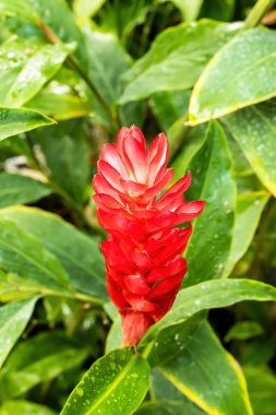 Kosice, Slovakya - 2 Temmuz 2022: Kosice 'deki Botanik Bahçesinde çiçekler ve bitkiler.