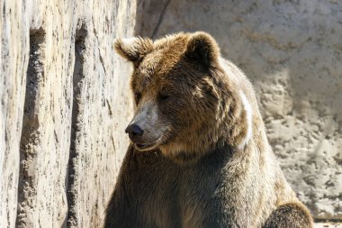 The European brown bear is one of the most common subspecies of brown bear and is found throughout much of Eurasia.