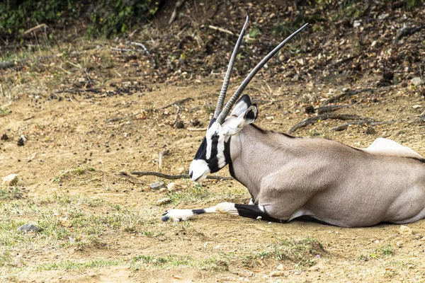 South African Oryx Zoo — 图库照片