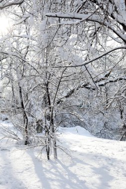 Güzel karla kaplı park ve donmuş gölet 