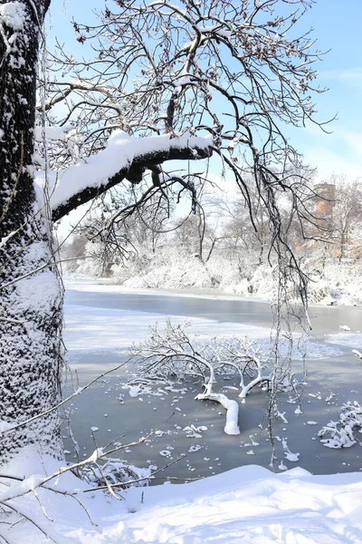 雪に覆われた美しい公園と凍る池 ストック画像