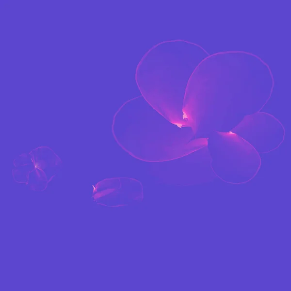 Delicate Abstract Pink Flower Made Author Brush Glow Purple Background — ストックベクタ