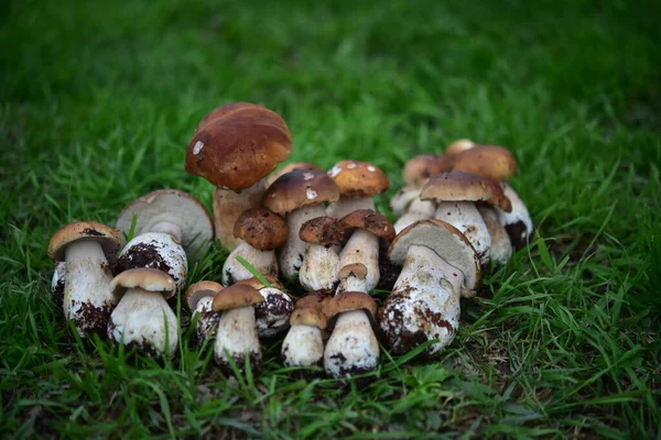 Ormanda çimlerin üzerinde porcini mantarı