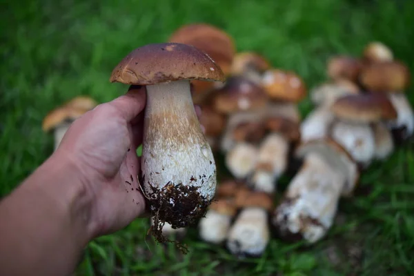 Porcini Mushroom Hand — Stock Photo, Image