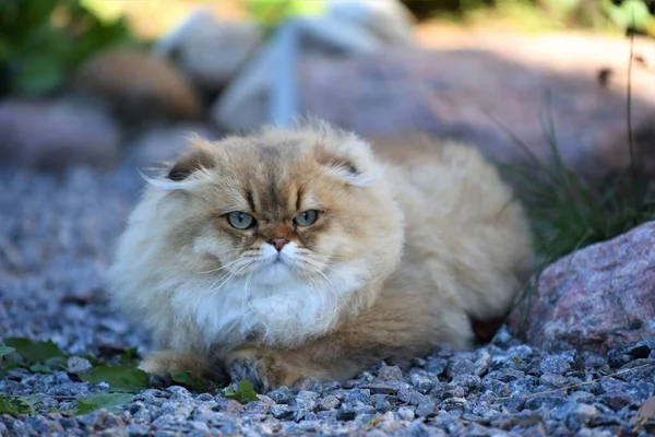 Portrait Young Scottish Fold Cat — Stock Photo, Image