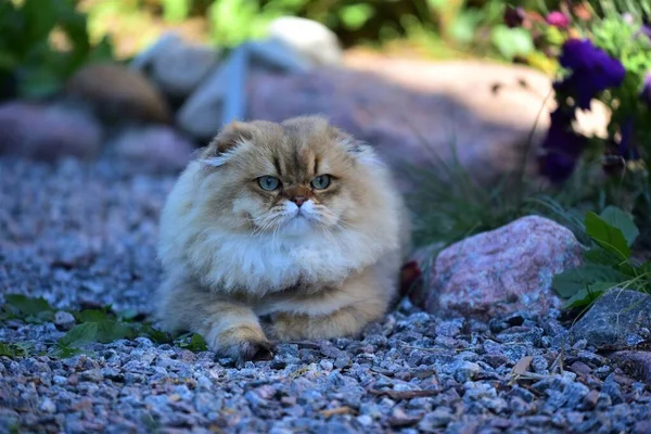 Genç bir İskoç kedisinin portresi