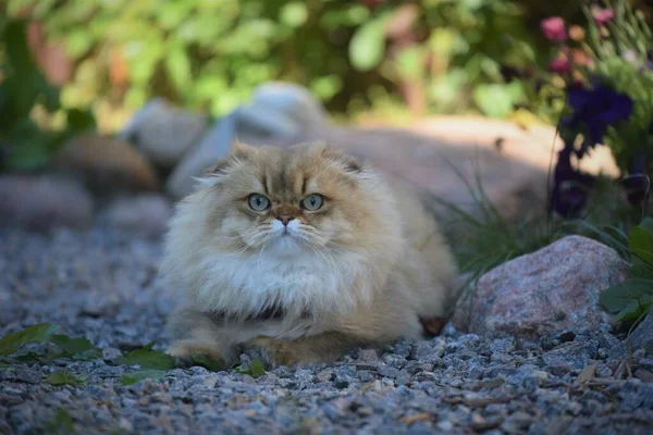 Portré Egy Fiatal Skót Fold Cat — Stock Fotó