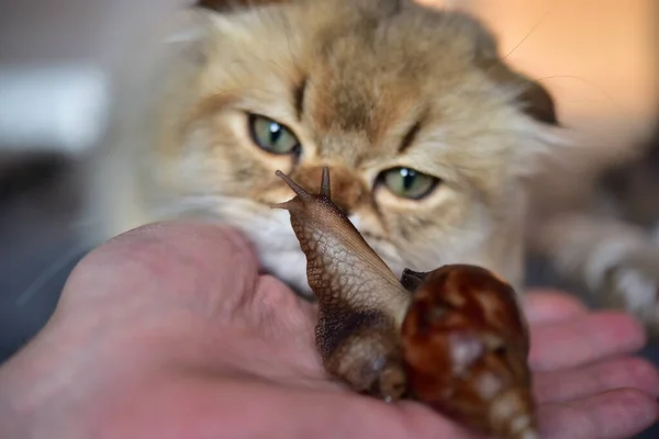 Retrato Jovem Gato Escocês Dobra Com Caracol — Fotografia de Stock