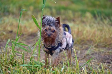 Yorkshire Teriyeri yazın açık havada
