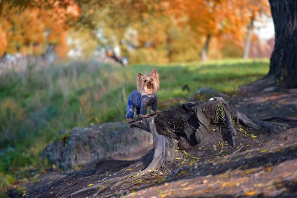 Yorkshire Teriyeri yazın açık havada