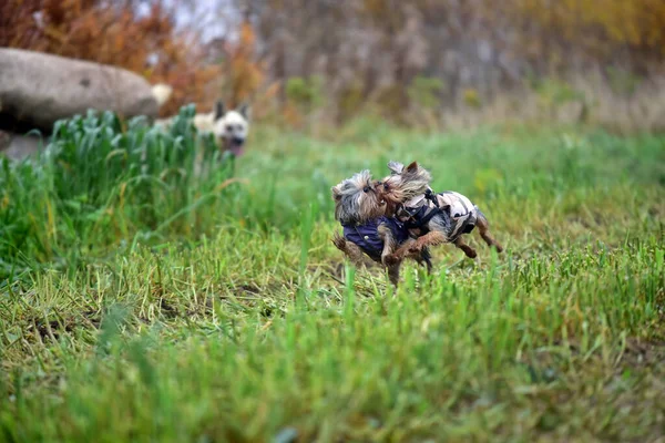 Dos Yorkshire Terriers Naturaleza — Foto de Stock