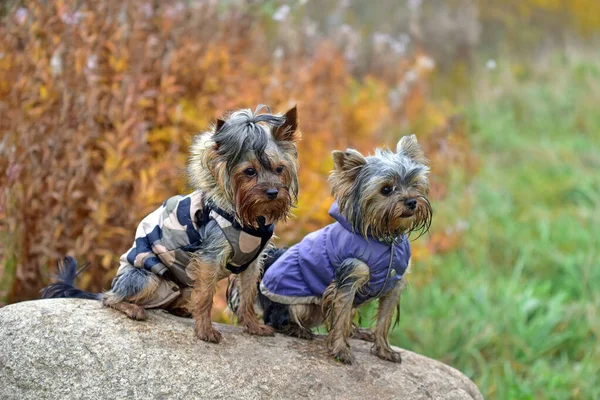 Dos Yorkshire Terriers Naturaleza —  Fotos de Stock