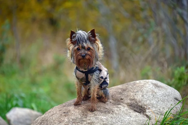 Yorkshire Terrier Aire Libre Verano —  Fotos de Stock