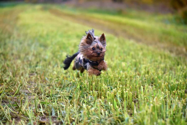 Yorkshire Terrier Outdoors Summer — Stock Photo, Image