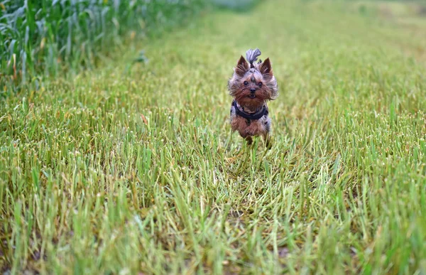 Yorkshire Terrier Outdoors Summer — Stock Photo, Image