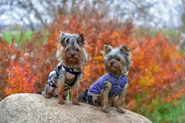 Dos Yorkshire Terriers Naturaleza —  Fotos de Stock