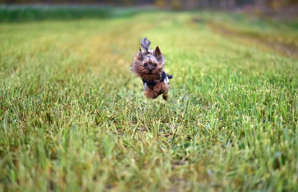 Yorkshire Terrier Utomhus Sommaren — Stockfoto