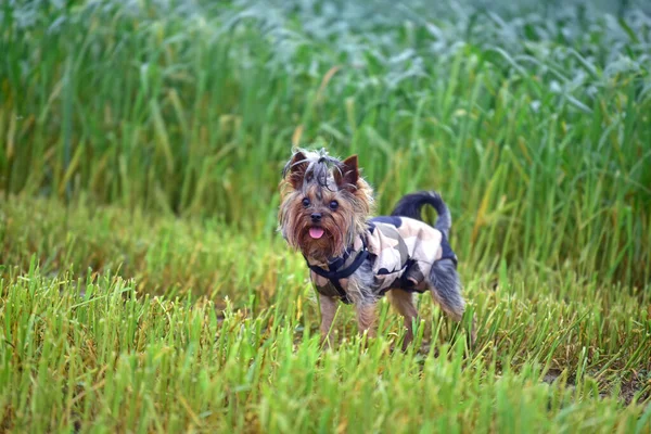 Yorkshire Terrier Szabadban Nyáron — Stock Fotó