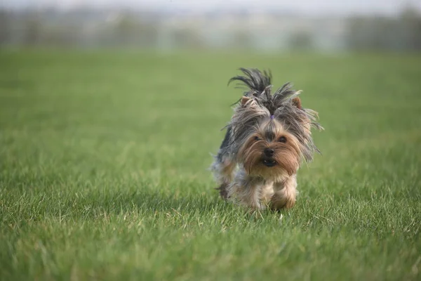 Yorkshire Terrier Jellegű — Stock Fotó